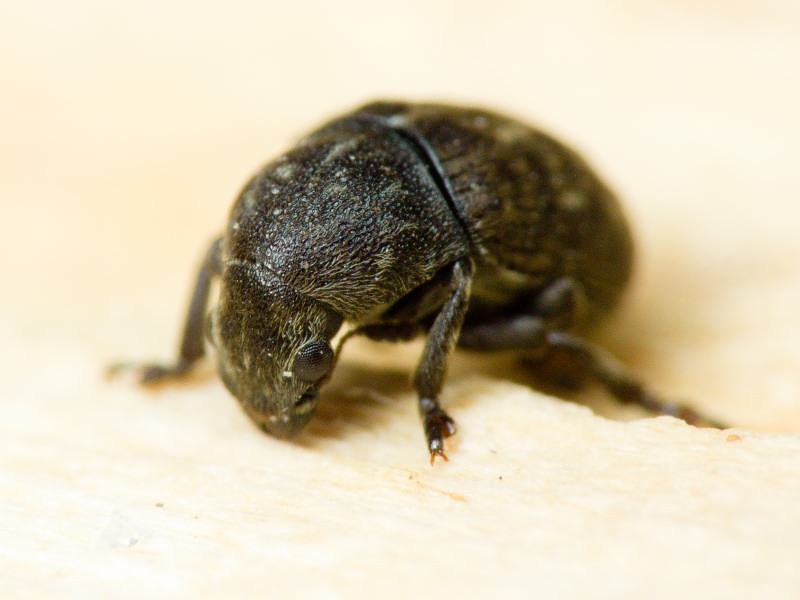 Anthribus nebulosus Förster, 1771